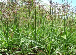 Chế biến hương phụ