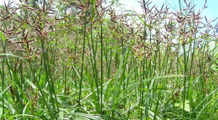 Chế biến hương phụ