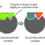 thuốc cảm ứng và ức chế enzym