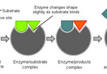 thuốc cảm ứng và ức chế enzym
