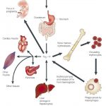 Quá trình phân bố thuốc trong dược động học