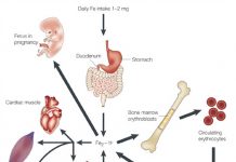 Quá trình phân bố thuốc trong dược động học