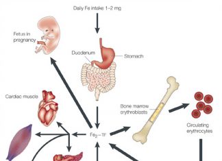 Quá trình phân bố thuốc trong dược động học