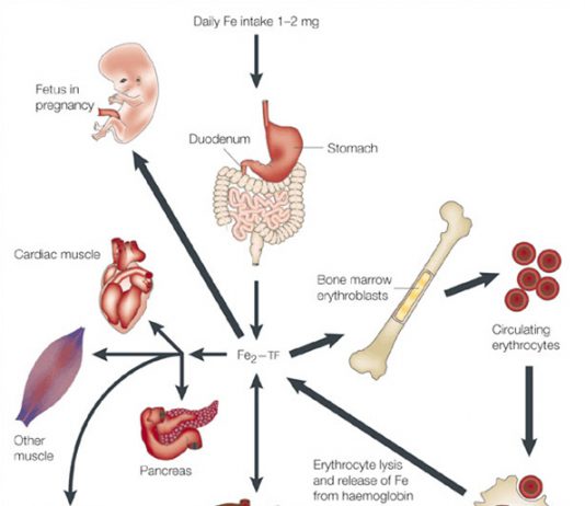 Quá trình phân bố thuốc trong dược động học