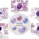 Khái quát về các dòng bạch cầu trong máu