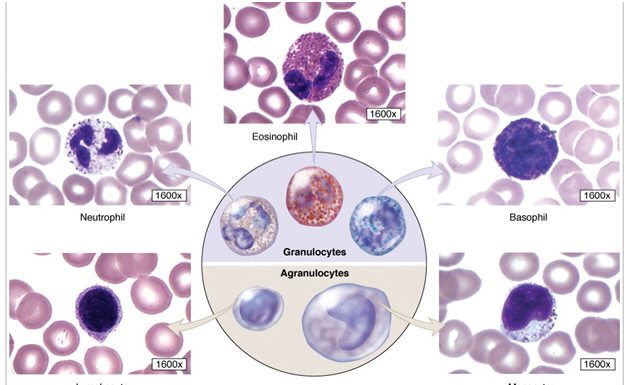 Khái quát về các dòng bạch cầu trong máu