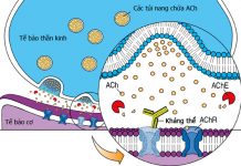 Thuốc kích thích trực tiếp receptor M và N