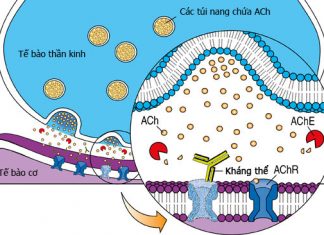 Thuốc kích thích trực tiếp receptor M và N
