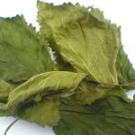 Vị thuốc tang diệp và cúc hoa