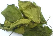 Vị thuốc tang diệp và cúc hoa