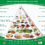 VAI TRÒ DINH DƯỠNG VÀ NHU CẦU CỦA GLUCID ĐỐI VỚI CƠ THỂ.