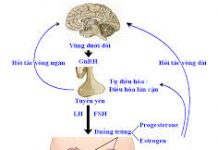 Những nguyên nhân gây ra bệnh cảnh suy gan cấp trên lâm sàng