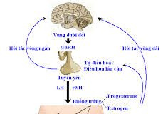 Những nguyên nhân gây ra bệnh cảnh suy gan cấp trên lâm sàng