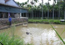 Lợi ích phát triển mô hình VAC ở hộ gia đình mô hình vac