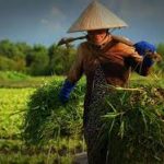 Cơ chế bệnh sinh và giải phẫu bệnh của bệnh phổi tắc nghẽn mạn tính