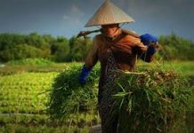 Cơ chế bệnh sinh và giải phẫu bệnh của bệnh phổi tắc nghẽn mạn tính