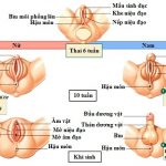 Các bài thuốc khai khiếu hay dùng trong y học cổ truyền