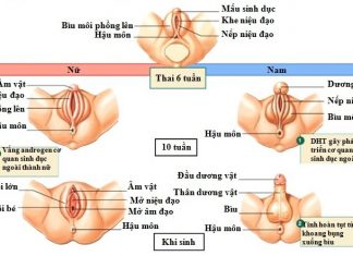 Các bài thuốc khai khiếu hay dùng trong y học cổ truyền