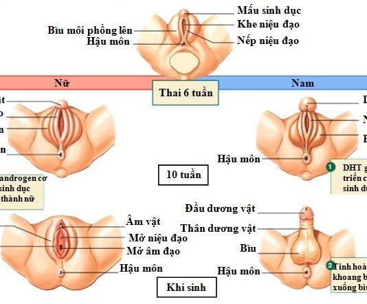 Các bài thuốc khai khiếu hay dùng trong y học cổ truyền