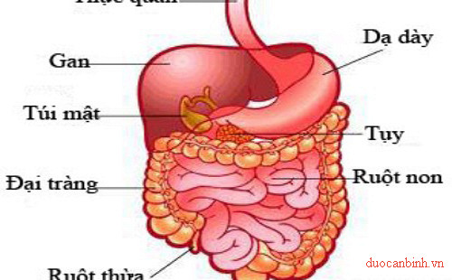 Thăm Do Chức Năng Ruột Non đại Trang đại Học Dược Ha Nội