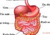 Thăm dò chức năng ruột non, đại tràng