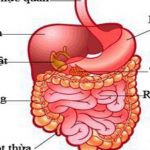 Thăm dò chức năng ruột non, đại tràng