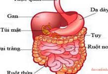 Thăm dò chức năng ruột non, đại tràng