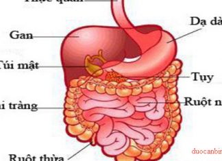 Thăm dò chức năng ruột non, đại tràng