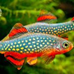 Nhiễm sán lá gan qua ăn cá cá