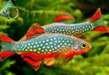 Nhiễm sán lá gan qua ăn cá cá