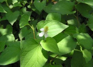 Một số dược liệu chứa Flavonoid