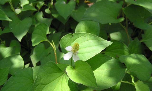 Một số dược liệu chứa Flavonoid