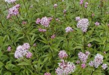 Phương pháp thiết chẩn trong y cổ truyền