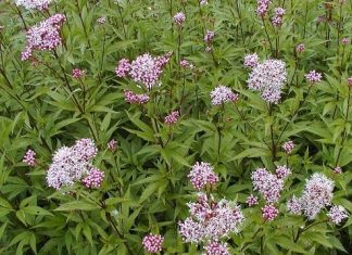 Phương pháp thiết chẩn trong y cổ truyền