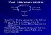 Vai trò và nhu cầu của protein trong cơ thể.