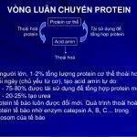 Vai trò và nhu cầu của protein trong cơ thể.