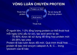 Vai trò và nhu cầu của protein trong cơ thể.