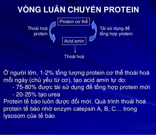 Vai trò và nhu cầu của protein trong cơ thể.