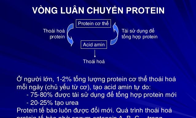 Vai trò và nhu cầu của protein trong cơ thể.