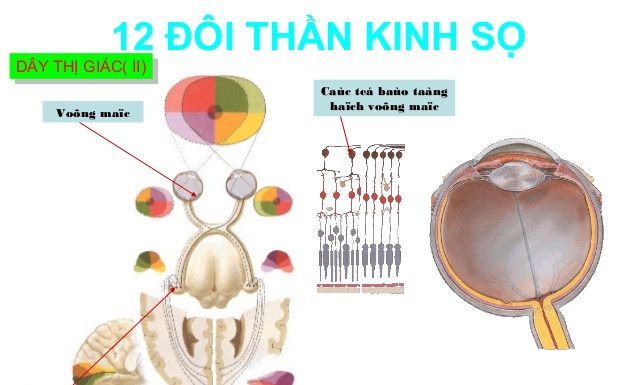 Dây thần kinh thị giác và dây thần kinh khướu giác.