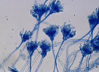 Độc tố nấm Aflatoxin