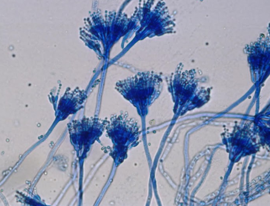 Độc tố nấm Aflatoxin