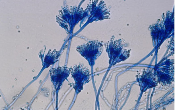 Độc tố nấm Aflatoxin