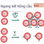 Nghiên cứu miễn dịch huyết học.
