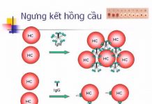 Nghiên cứu miễn dịch huyết học.