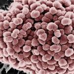 Các bài thuốc thanh nhiệt trừ thấp trong y học cổ truyền