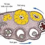 Các bài thuốc ôn hóa thủy thấp trong y học cổ truyền