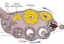 Các bài thuốc ôn hóa thủy thấp trong y học cổ truyền