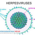 Các bài thuốc phương hương hóa thấp trong y học cổ truyền