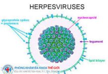 Các bài thuốc phương hương hóa thấp trong y học cổ truyền